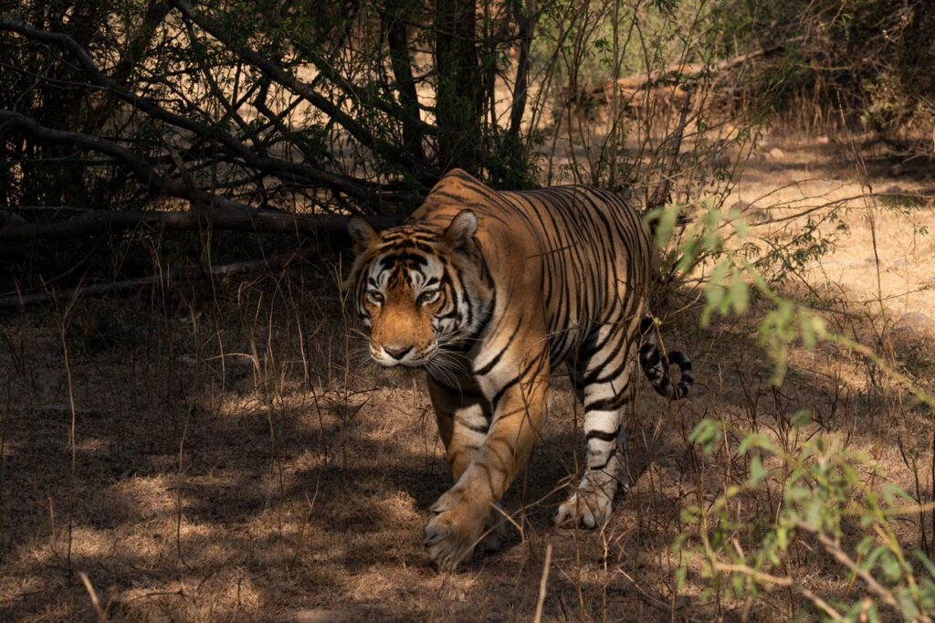 Bengalischer Tiger